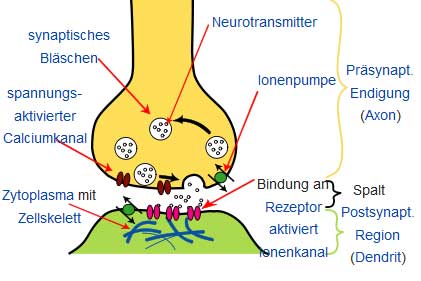 Synapse_aus-Wikipedia